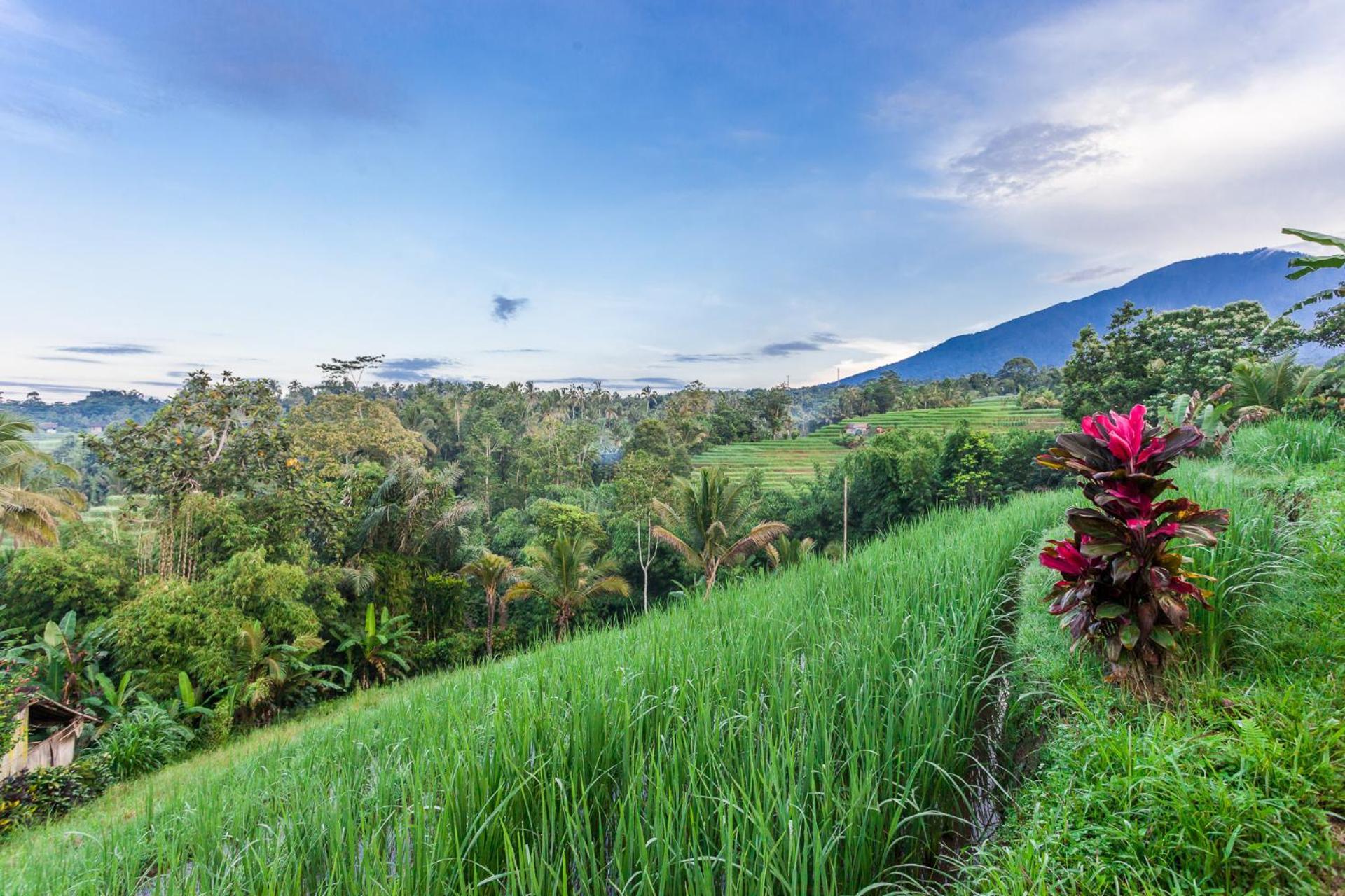 Carik Tangis Boutique Homestay Jatiluwih Εξωτερικό φωτογραφία